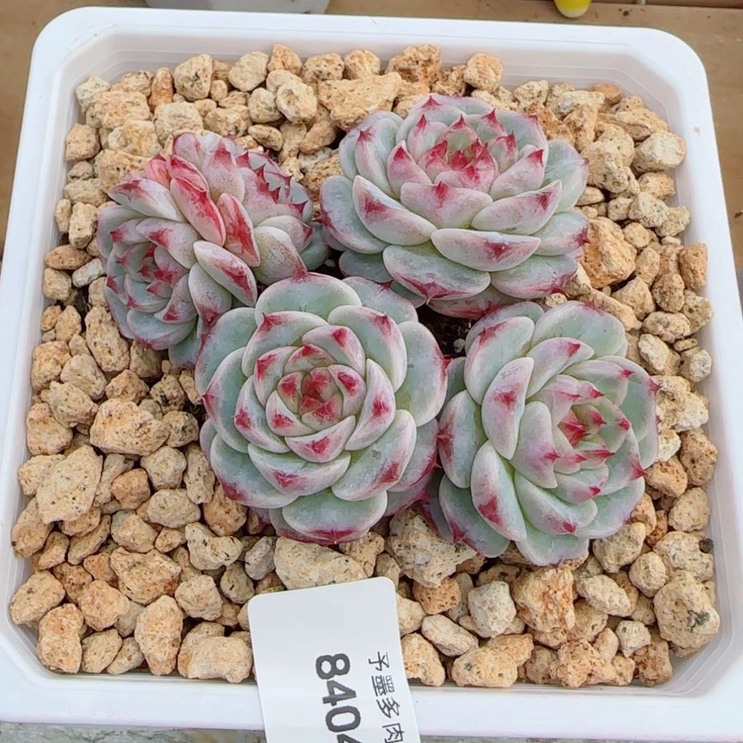 天鹅绒无砍，8404多肉植物