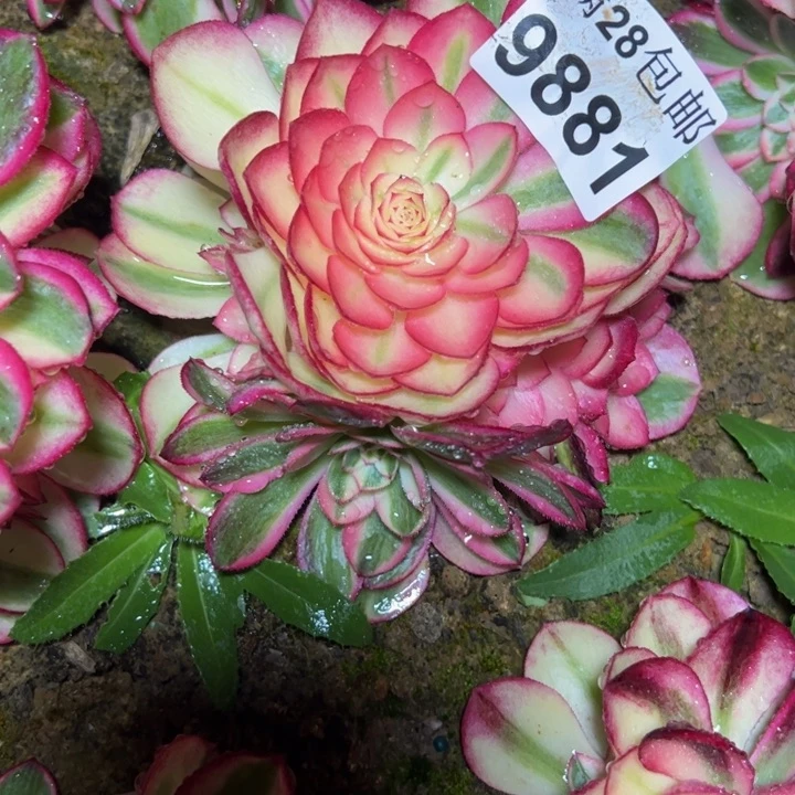 9881南荔枝多肉植物