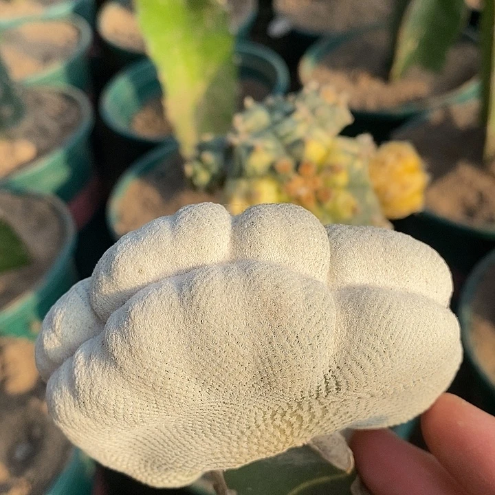 三角接小人帽缀化