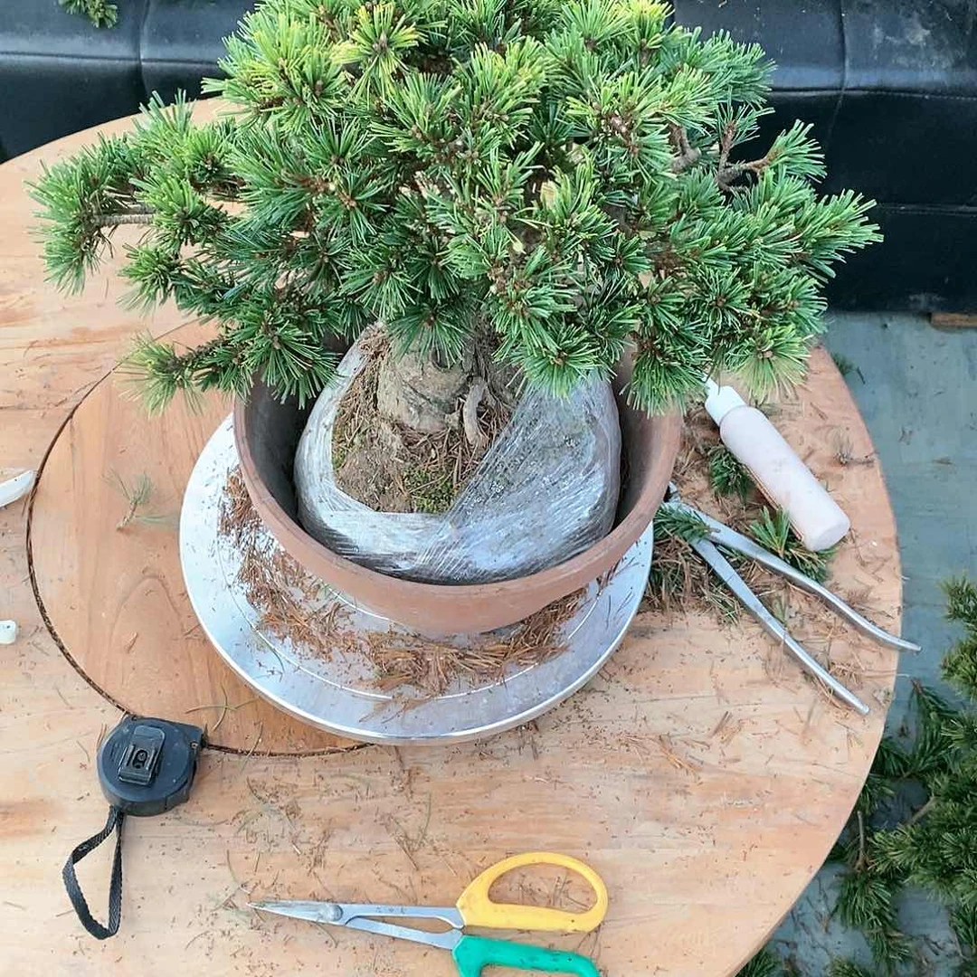 【闪购商品】无花朵忆*南