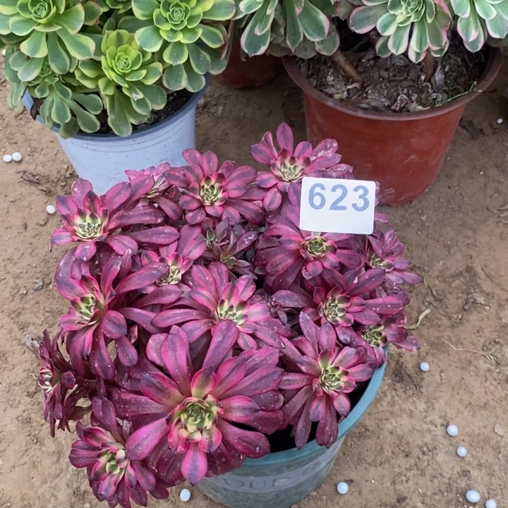 623粉铜绣球多肉