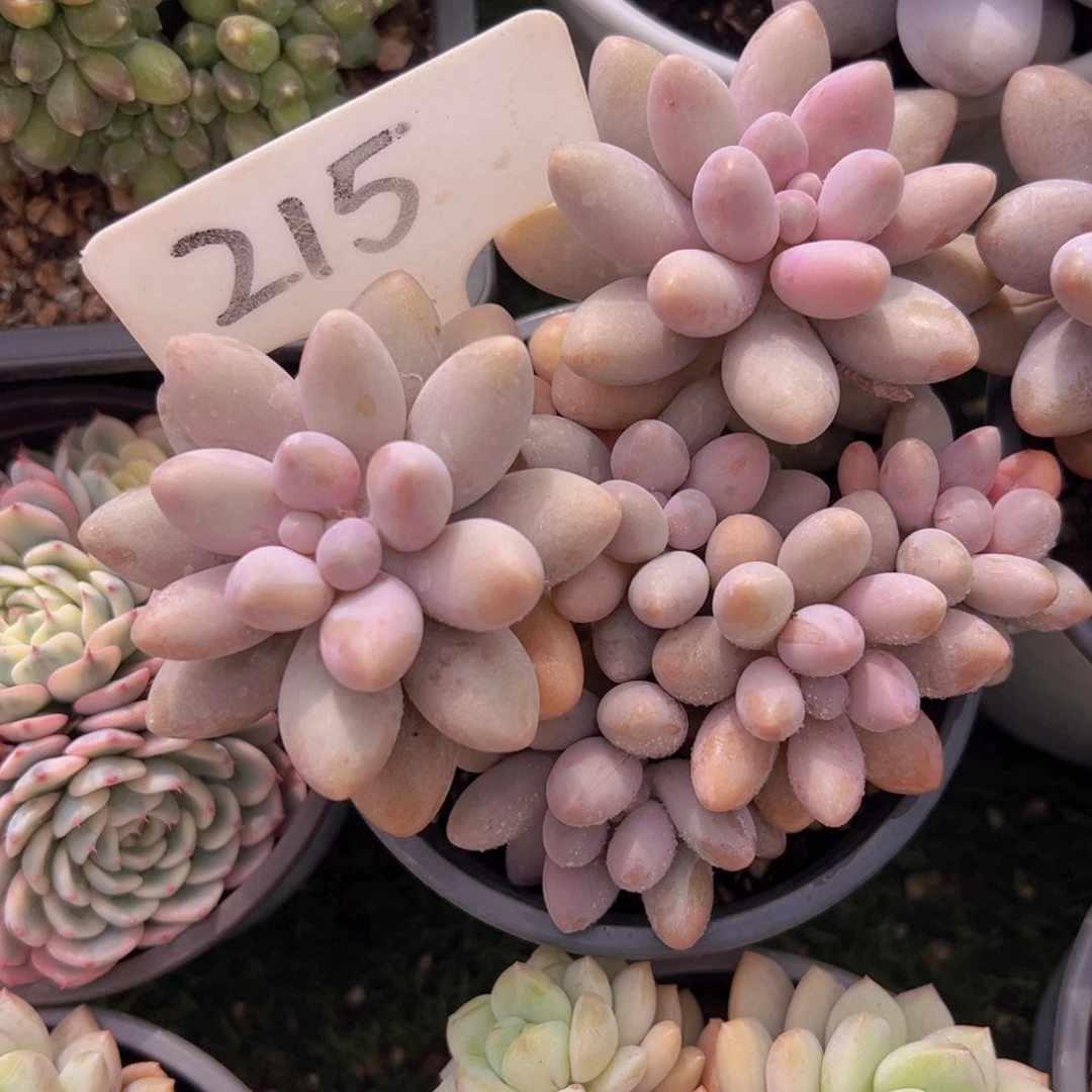 香玉的故事是一个人的