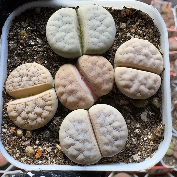 生石花111212。   128