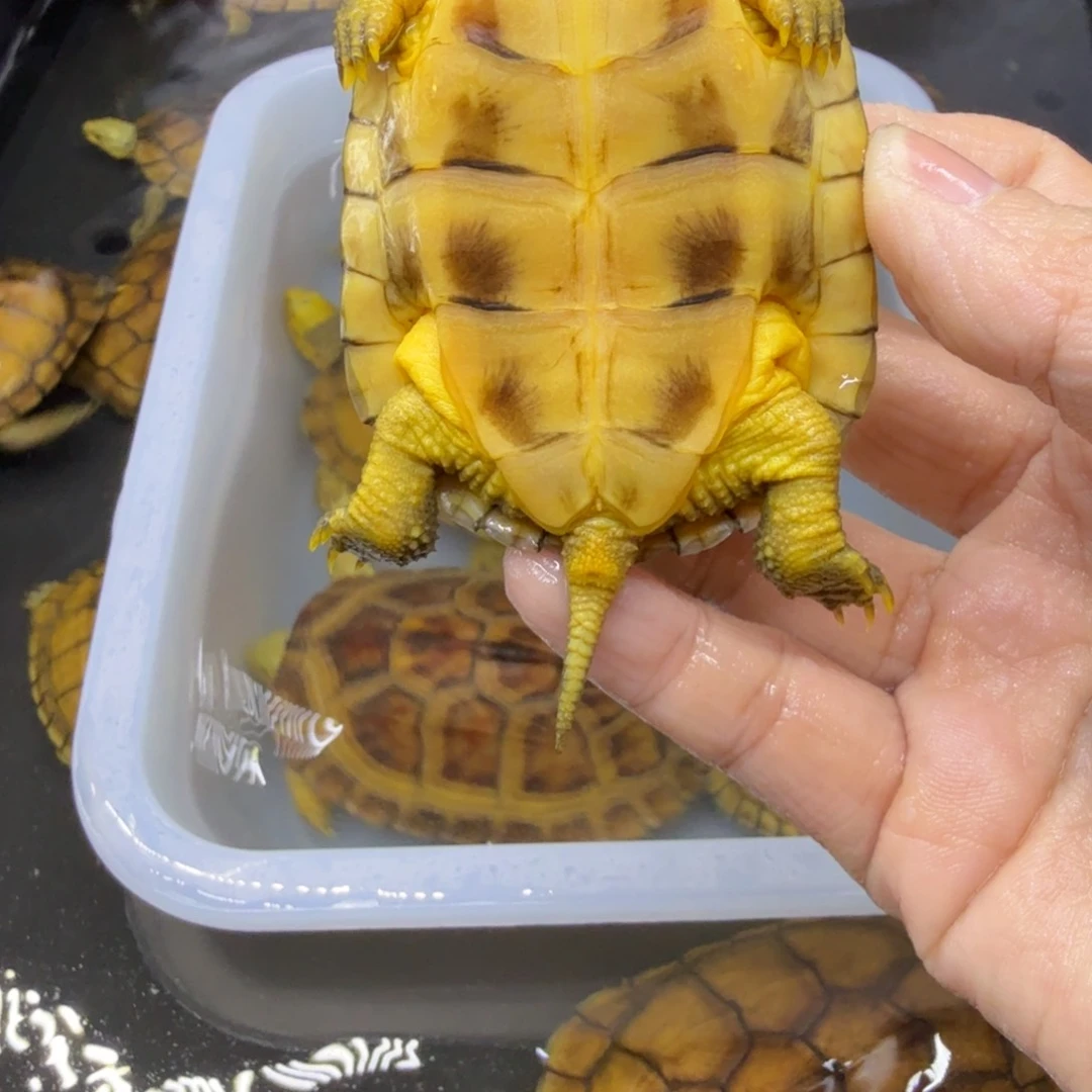 灰***…公母搭配宠物龟背甲7厘米