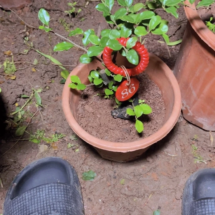 无花朵❣️ꦿ໊****金弹子