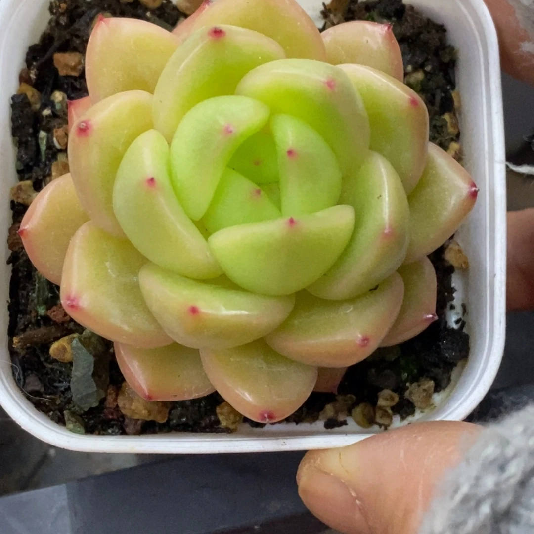 精品多肉一物拍不包整267