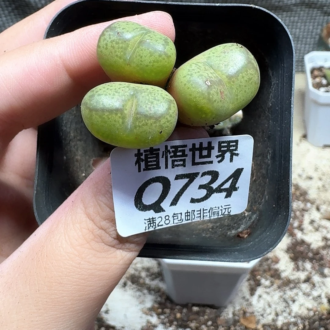 多肉植物的润泽njnk