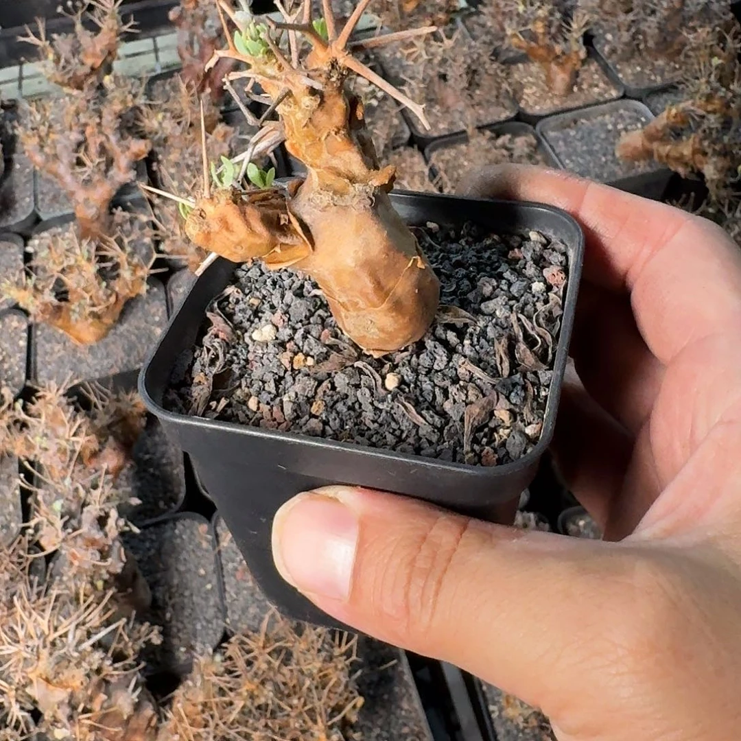 黑鬼殿厚敦菊一个带盆