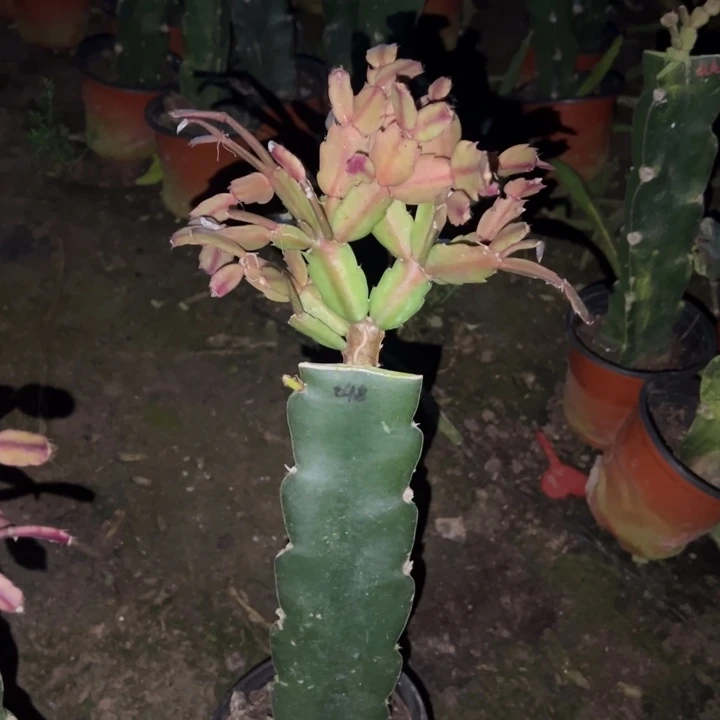 用***3当前无花栽培后可以开花048  70