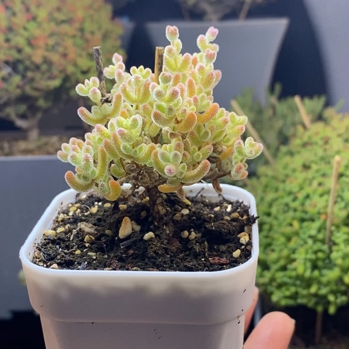 完全开放29号冰晶（6.5cm）