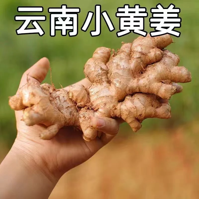 云南高原红小黄姜3斤 5斤 9斤