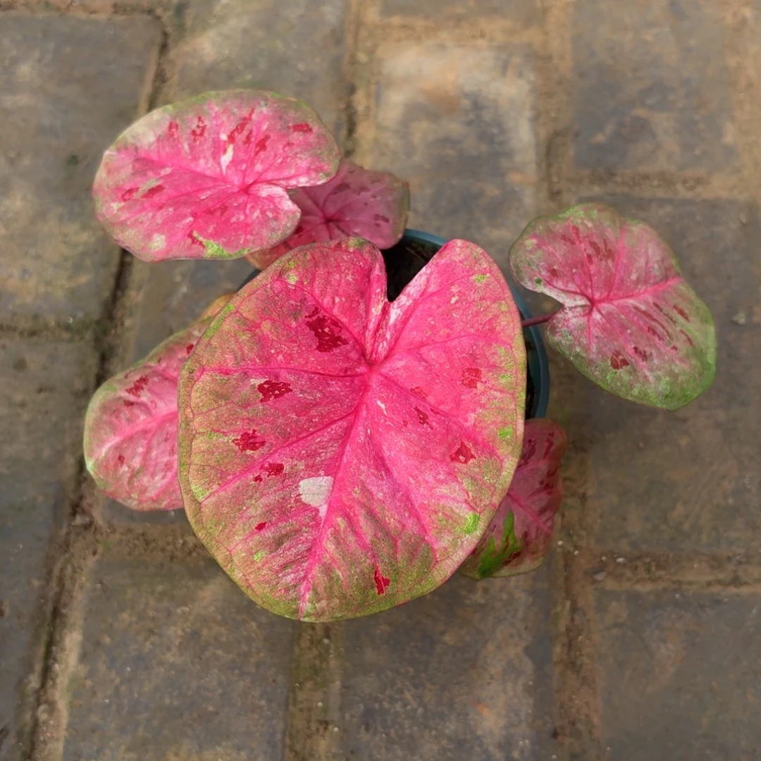 芭提雅泰国00-1111