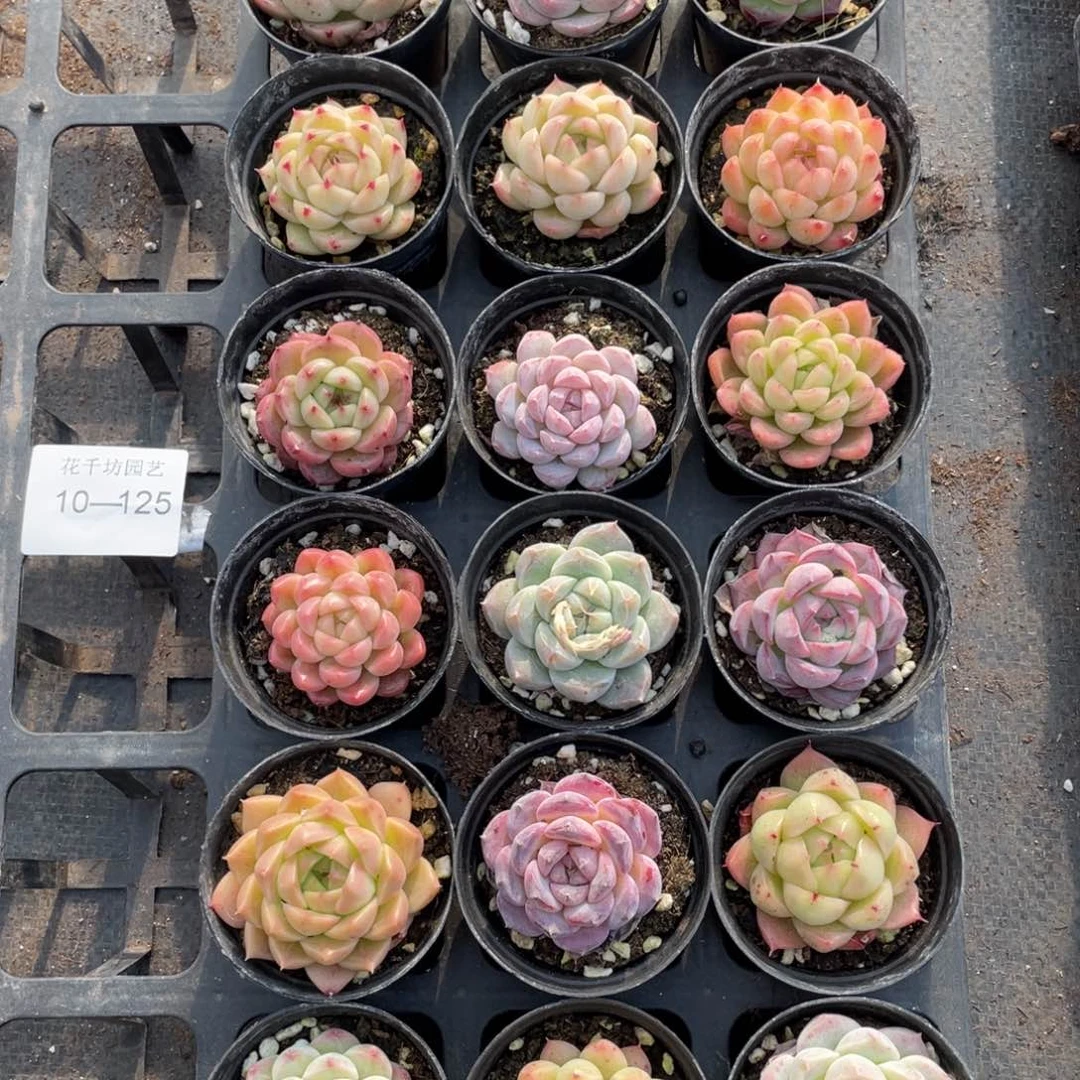 一物一拍18颗10-125