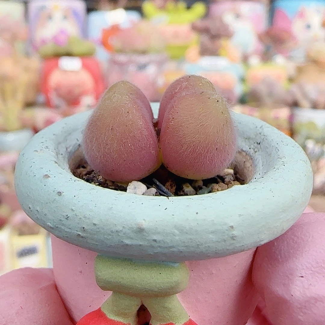 可爱毛翠 盆口2cm