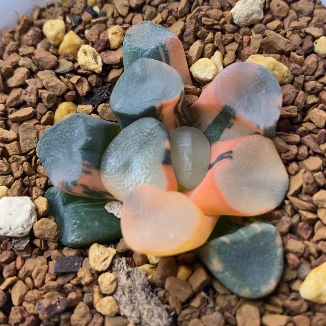 34空门万象锦一物一拍