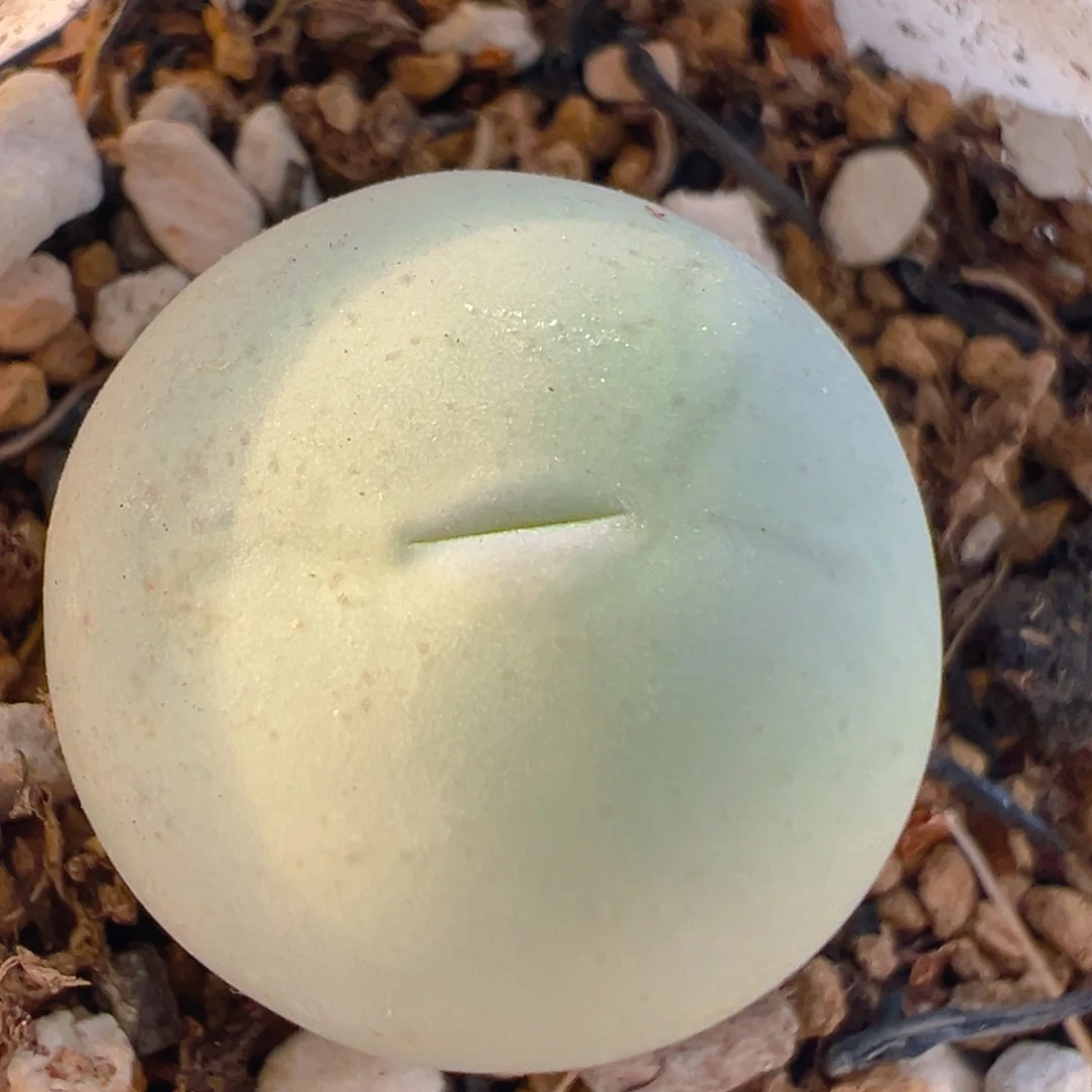 65多肉植物百科鸽子蛋