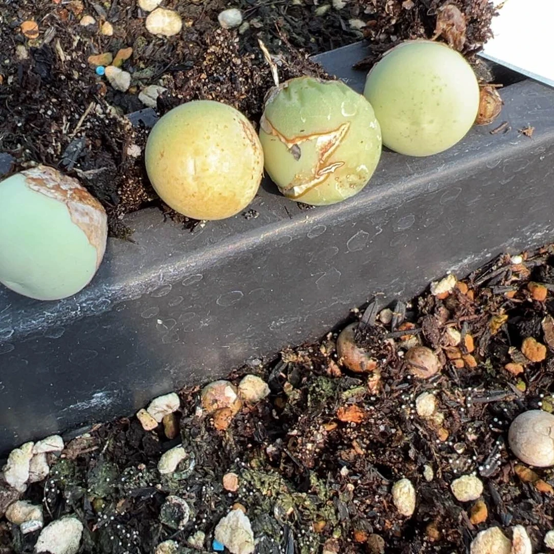 27-50量拍鸽子蛋5颗