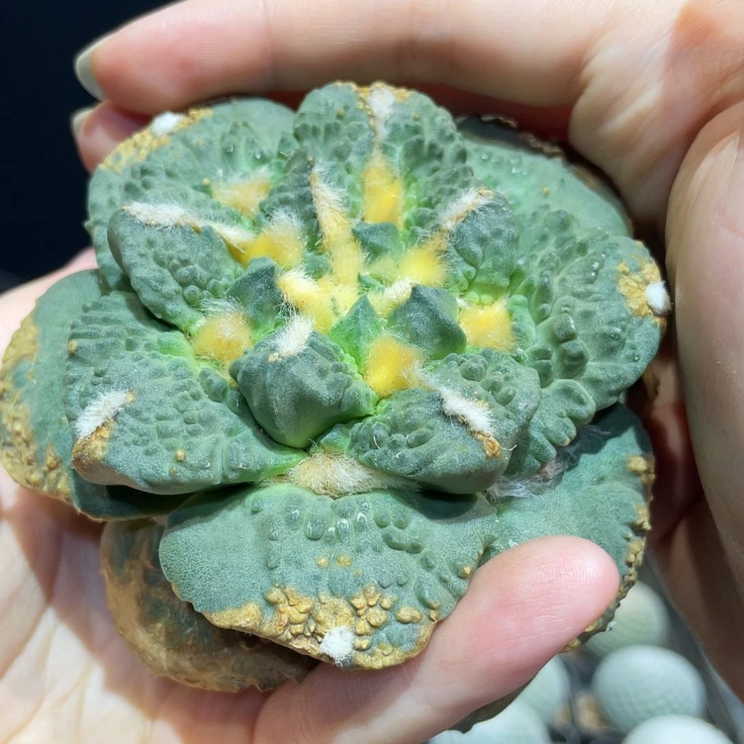 14号9cm自根龙牙怒涛战损蓝白