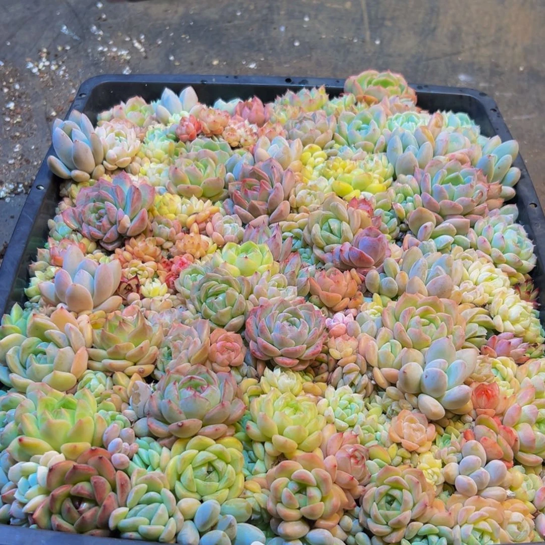 679多肉的小龙虾和