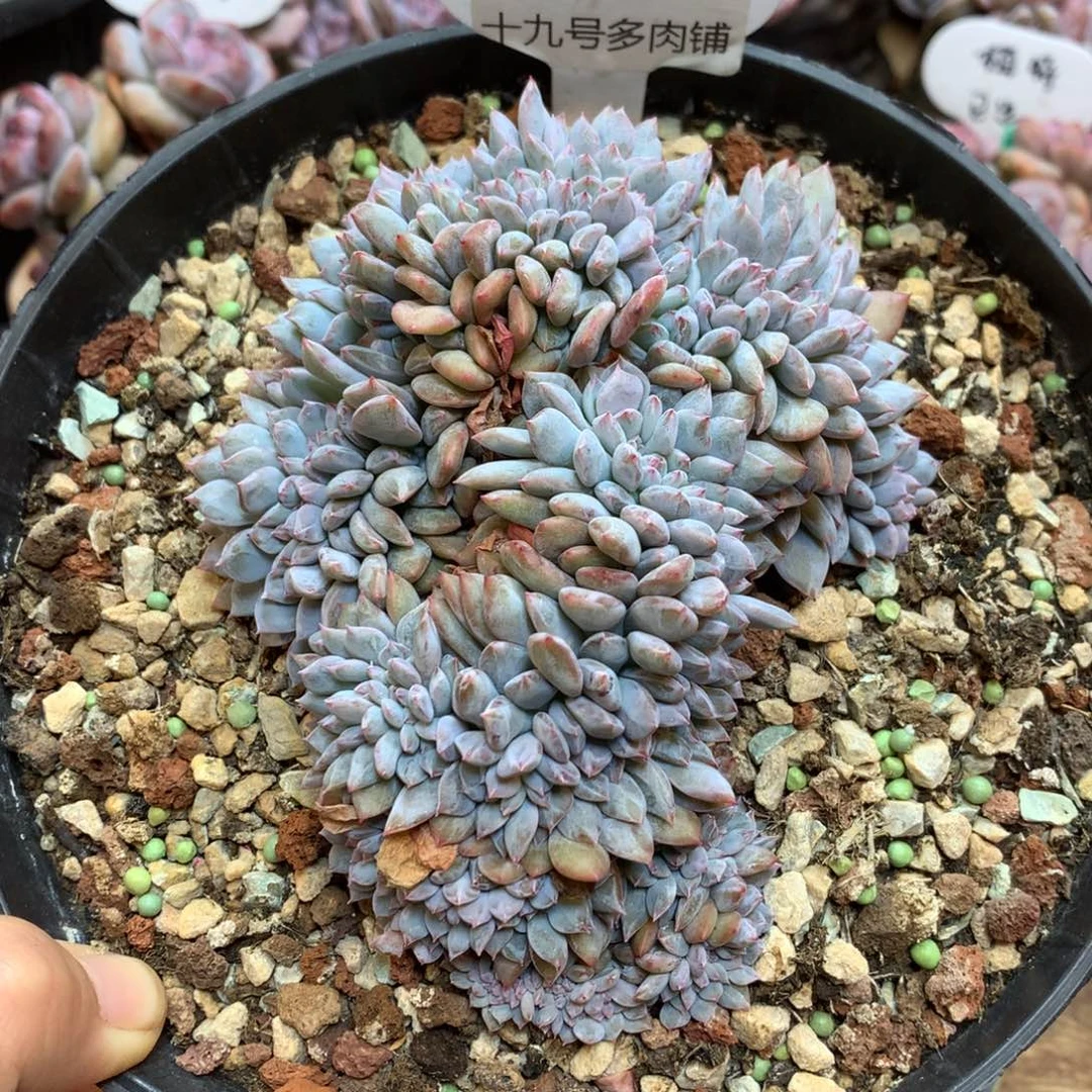S0795 星影缀 12cm