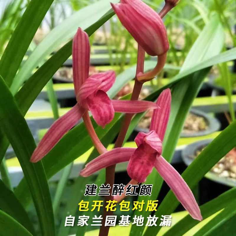 建兰名品【醉红颜】终身包对版 假一赔十放心购买 当年开花