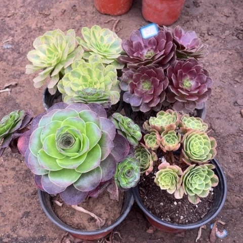 726多肉植物组合，