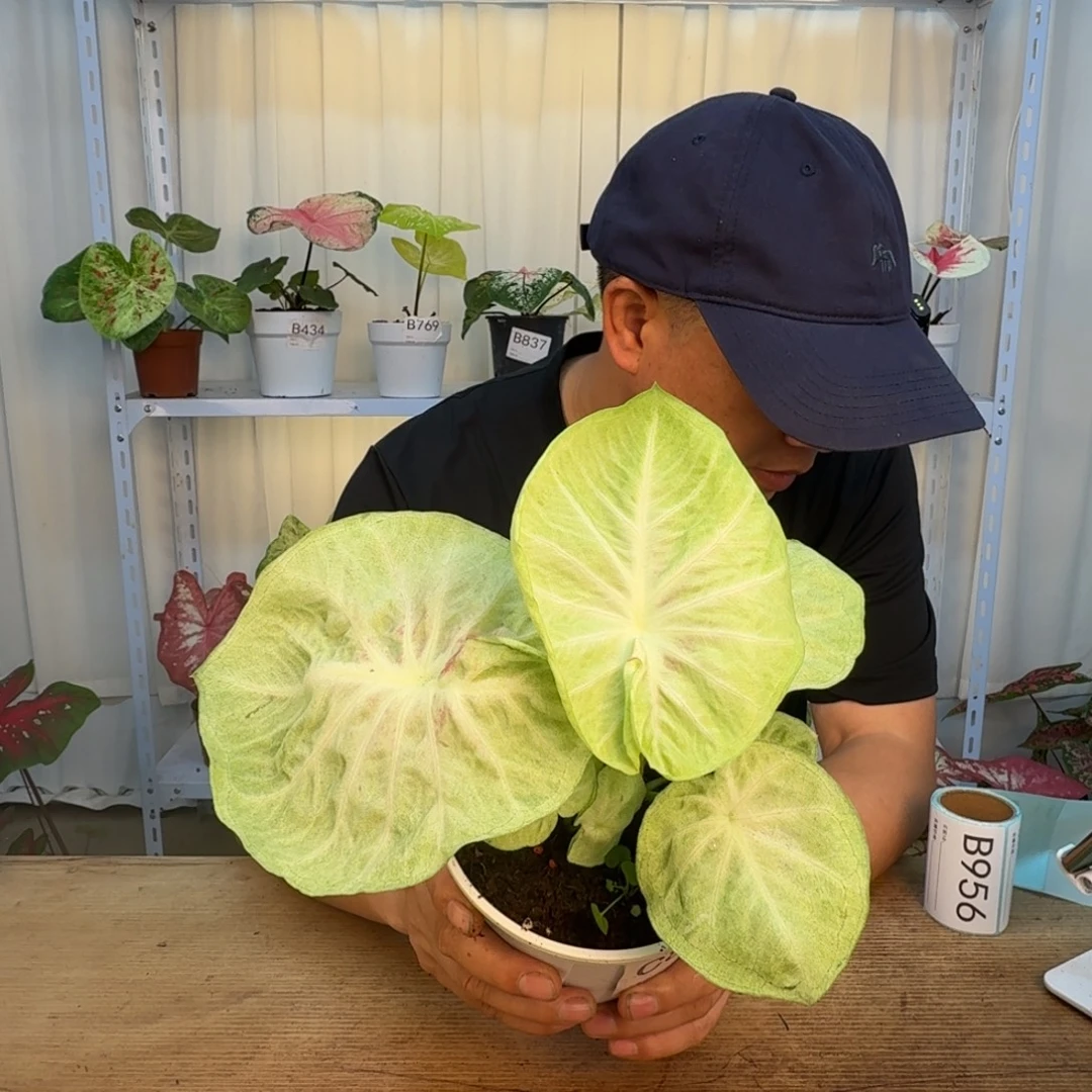 无花朵绿包菜   888