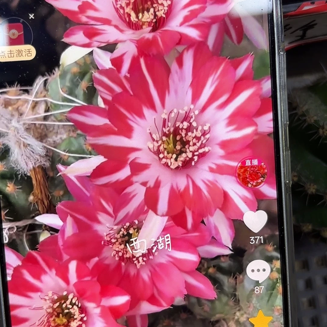 蝉衣丽花侧牙20包邮13