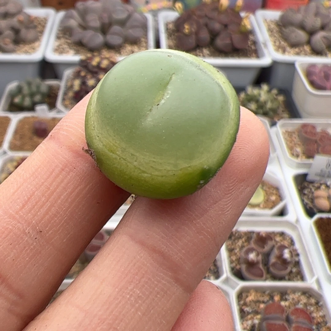 053号 拉登 多肉植物1.9