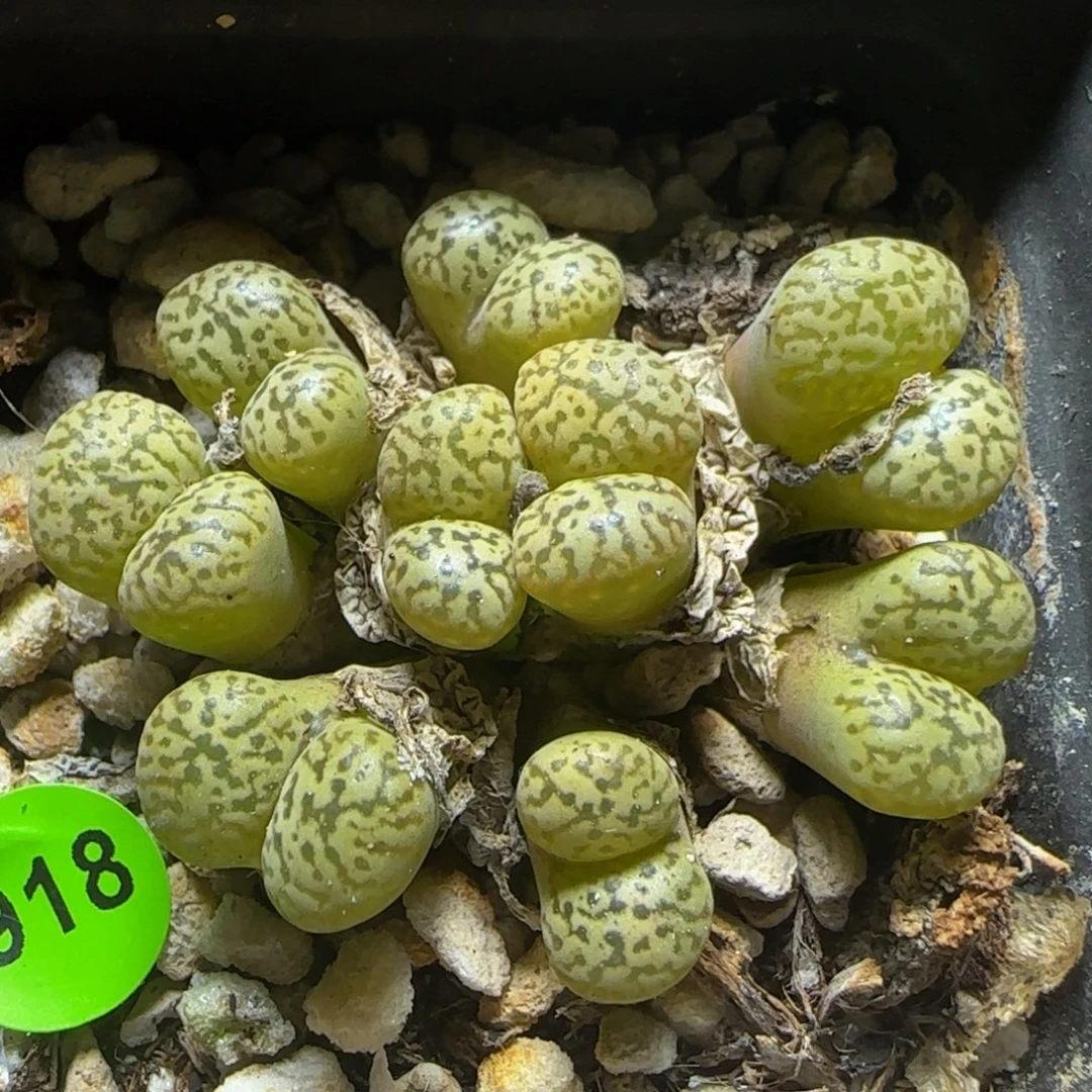 鸟哈尼多肉植物918