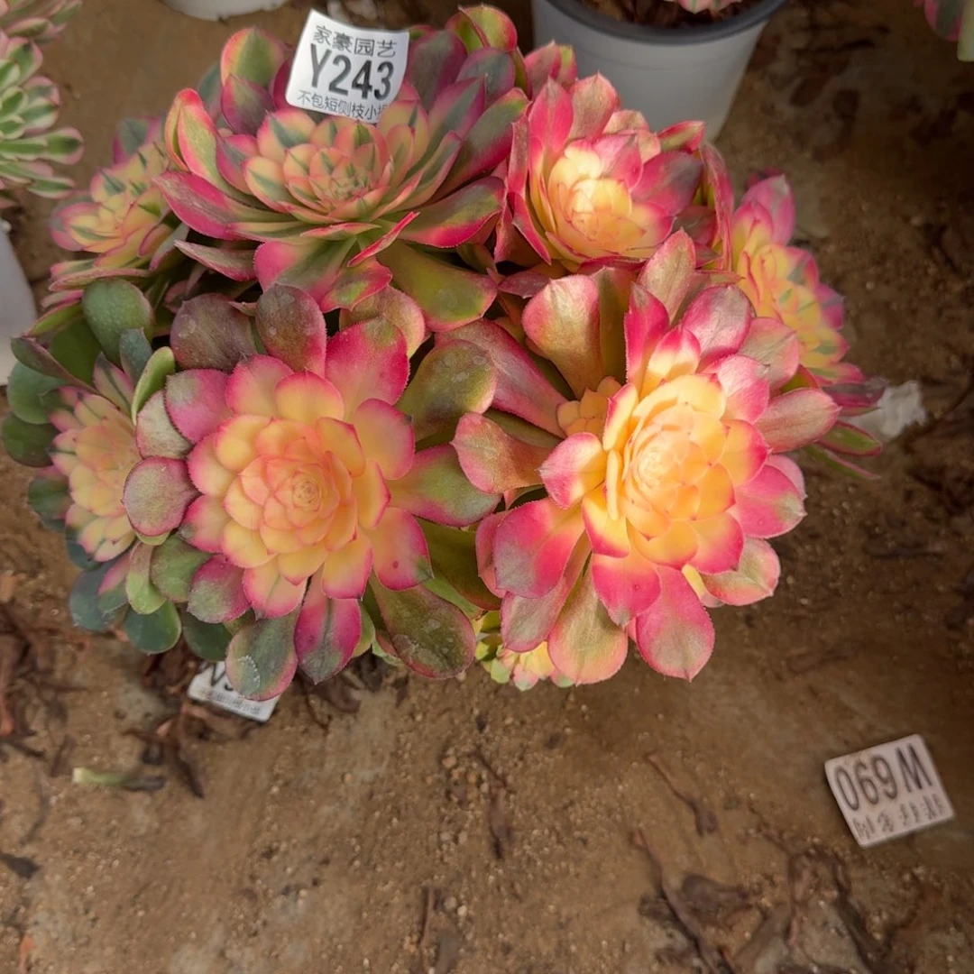 243荔枝官服26左右2