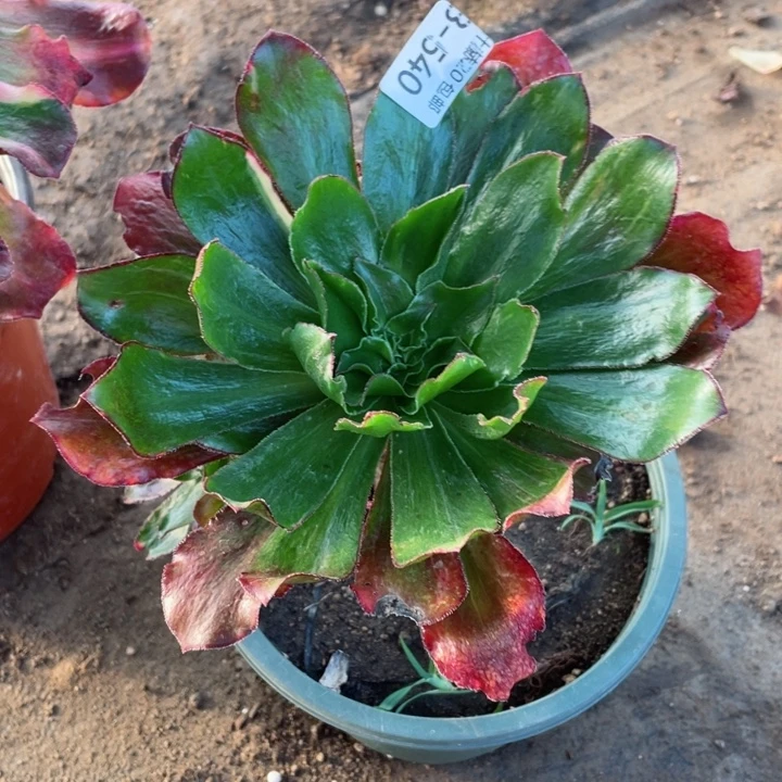 540魅影七彩多肉123446789