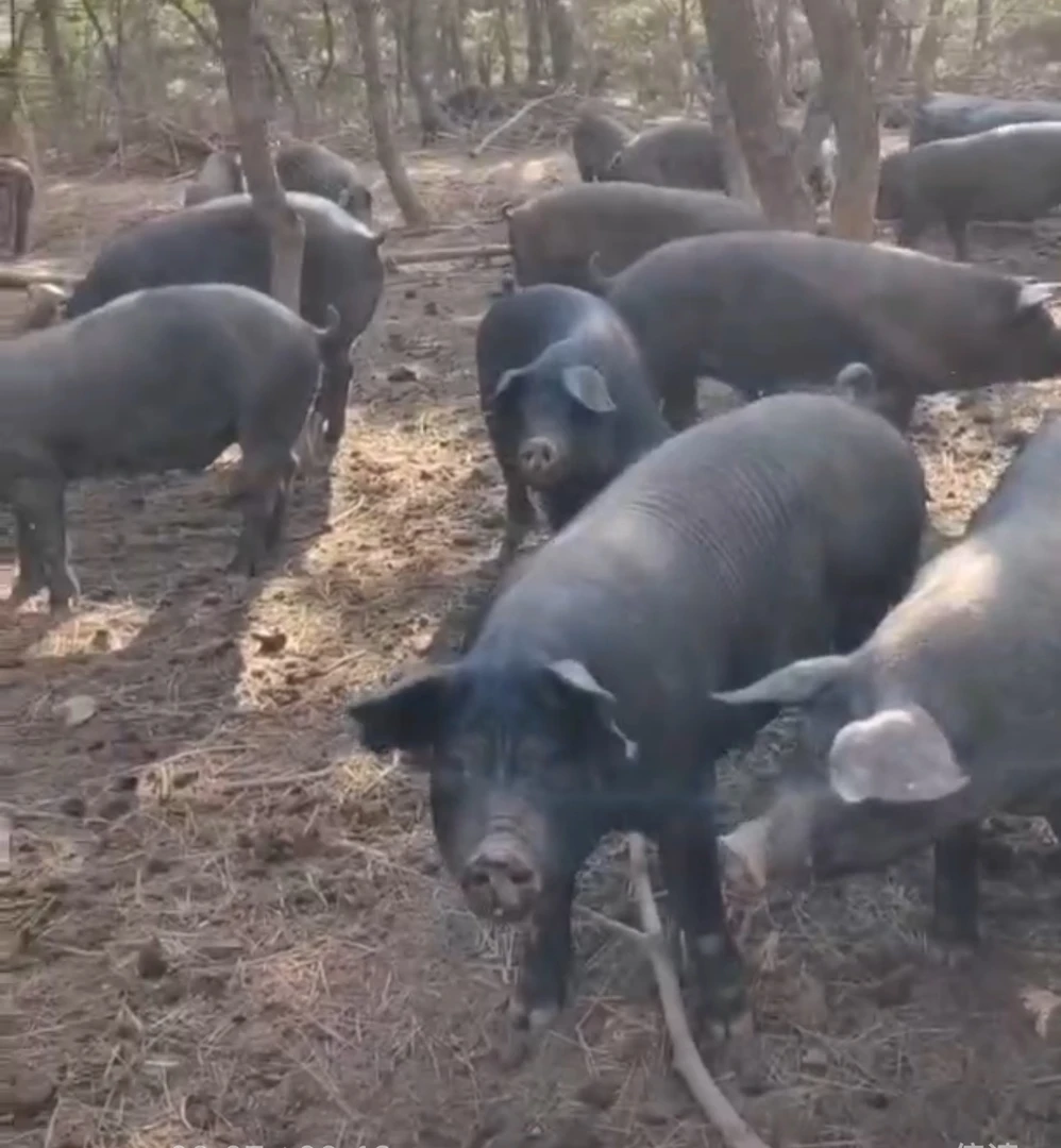 农家散养黑猪现杀新鲜猪肉跑山猪