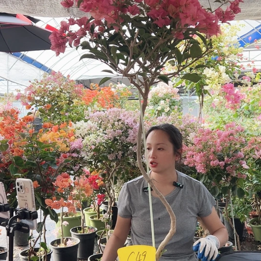 猪***七大部分花苞少量开放C49卡亚塔