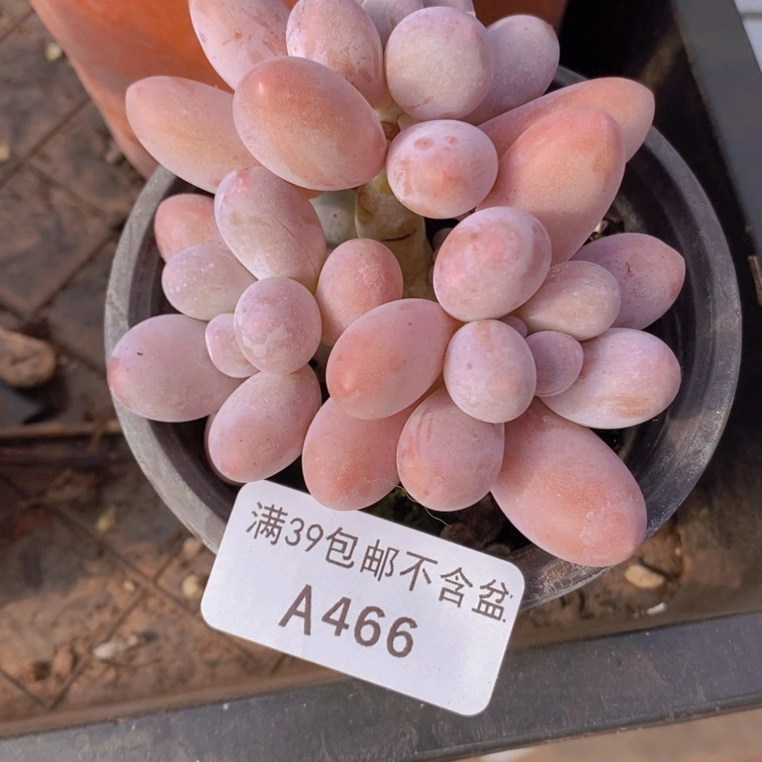 汤圆7cm466多肉植物