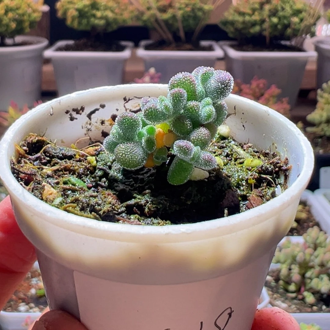 469超级莱斯一物一拍包开箱