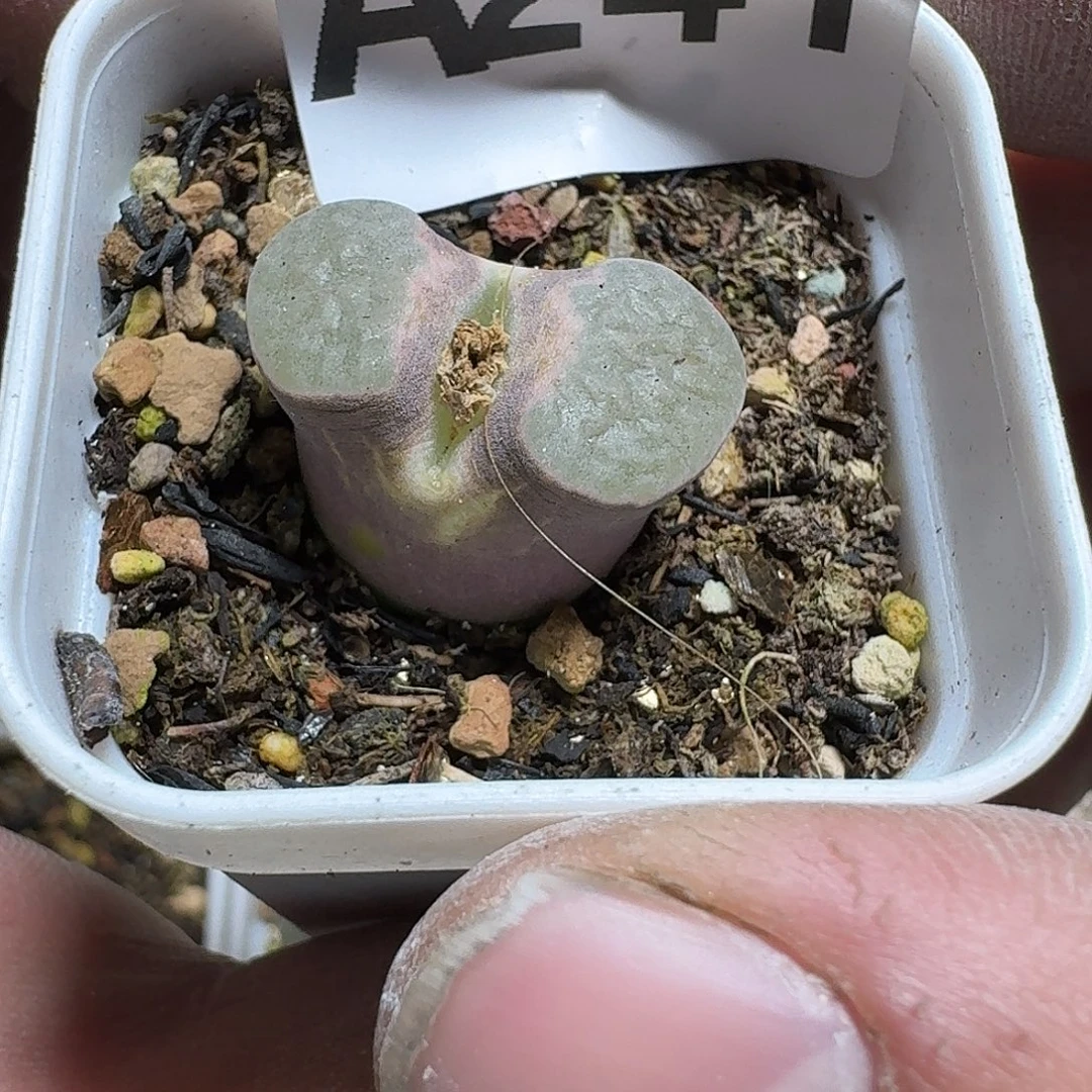 241 多肉植物多肉植物