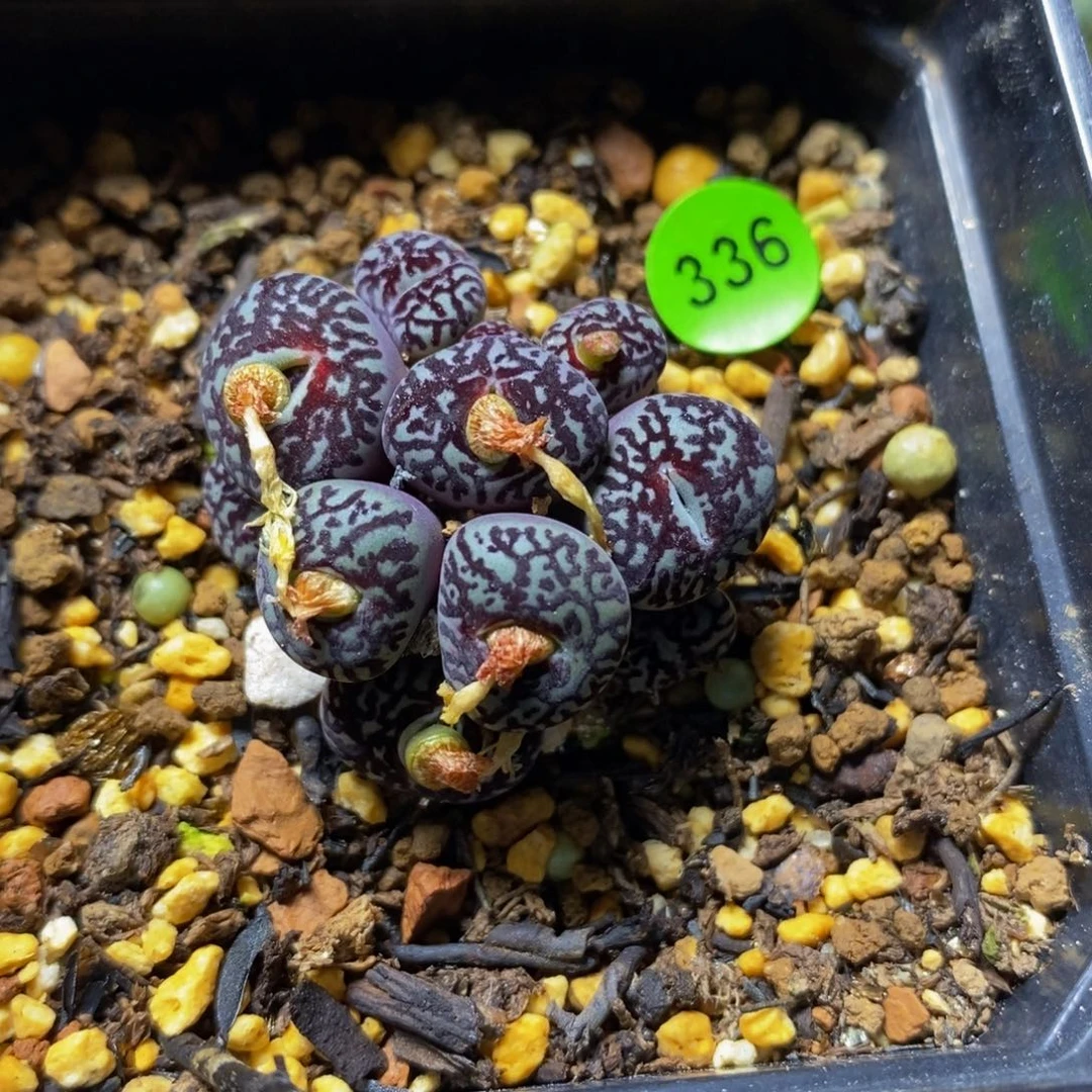 超墨群11头多肉植物336