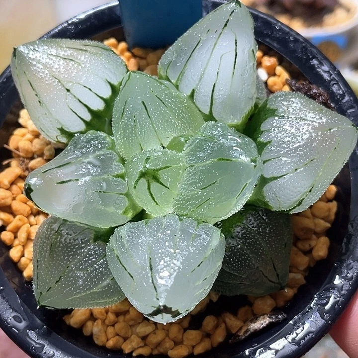 514巨大化冰玉鸾母本