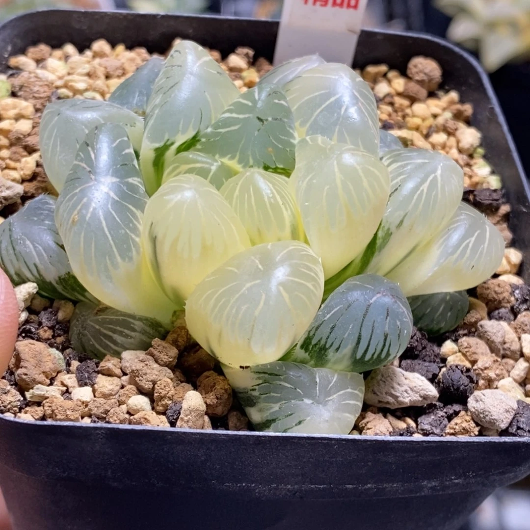 275号实生大窗玉露锦糊斑