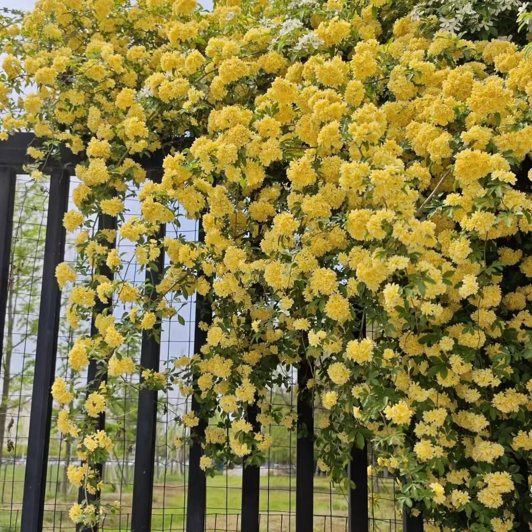 黄木香【宏哥月季】藤本月季花丰花 大土球四季开花藤本月季爬藤
