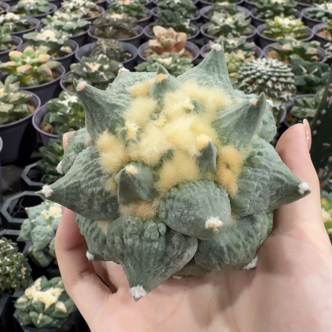 立体皇冠尤蓝白皮怒涛