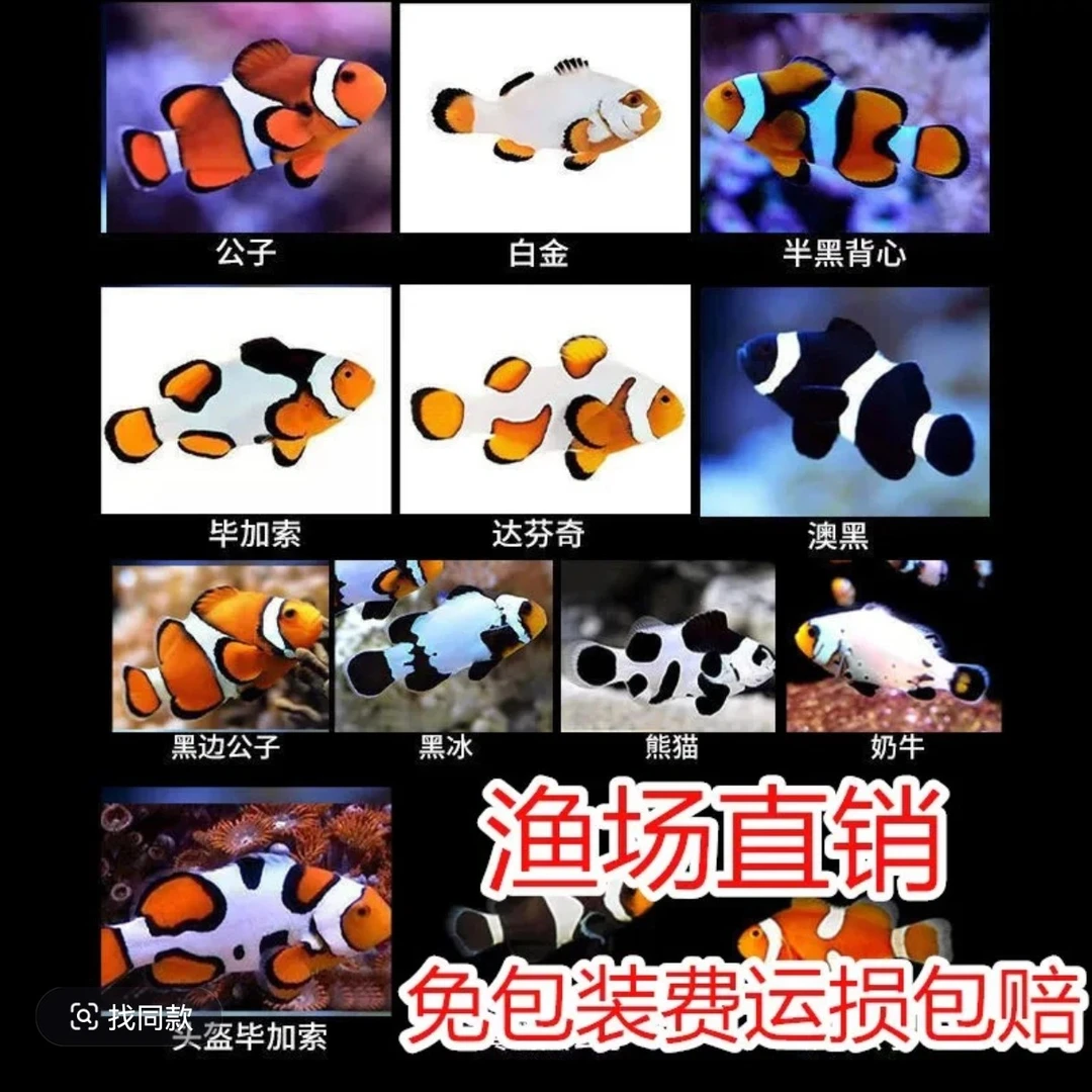 人工繁殖超萌耐活小丑鱼海水观赏活鱼