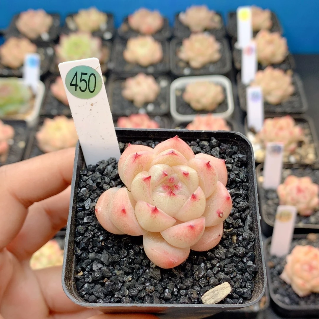 58包邮 群生不包整450