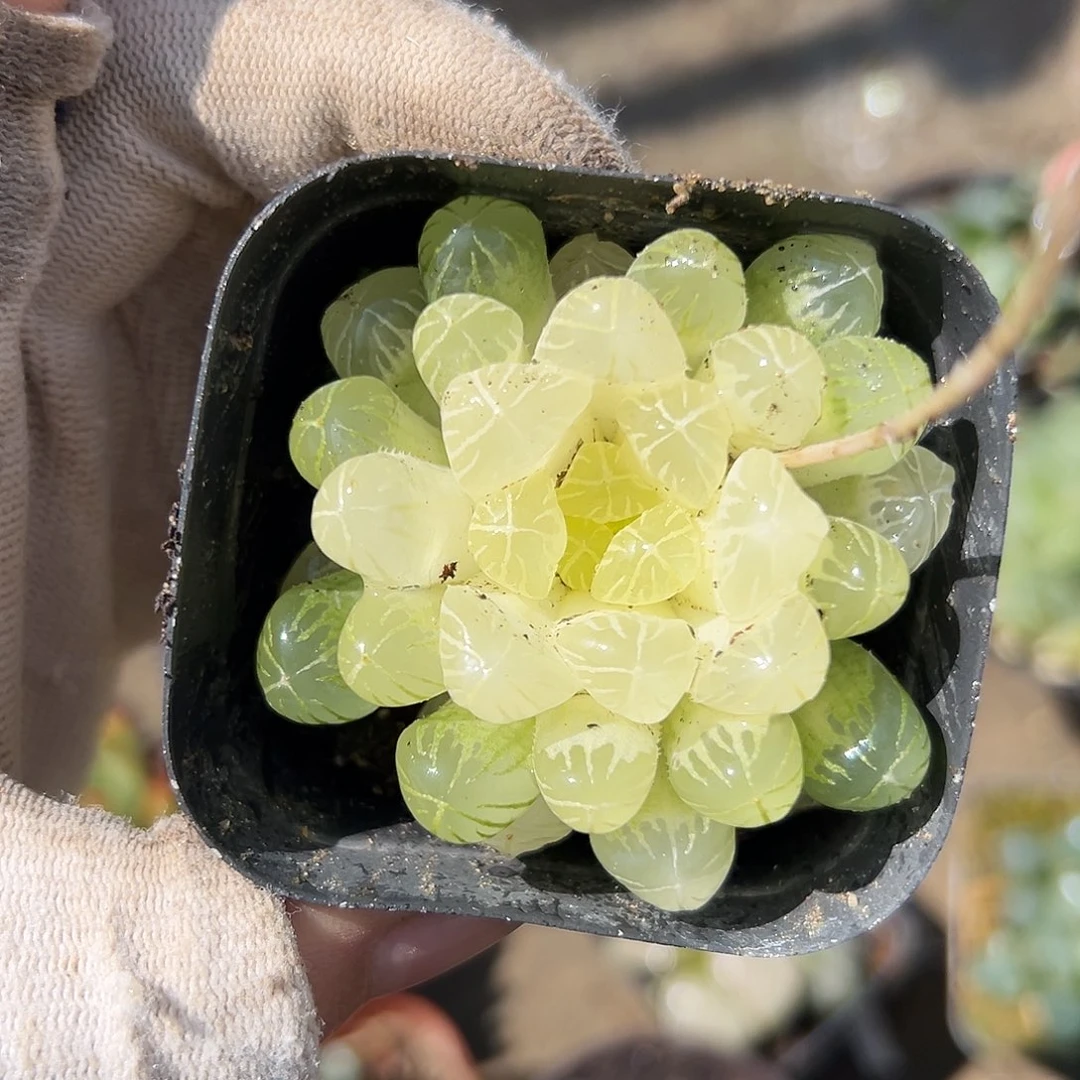 琥珀玉露嘟嘟中央音乐学院