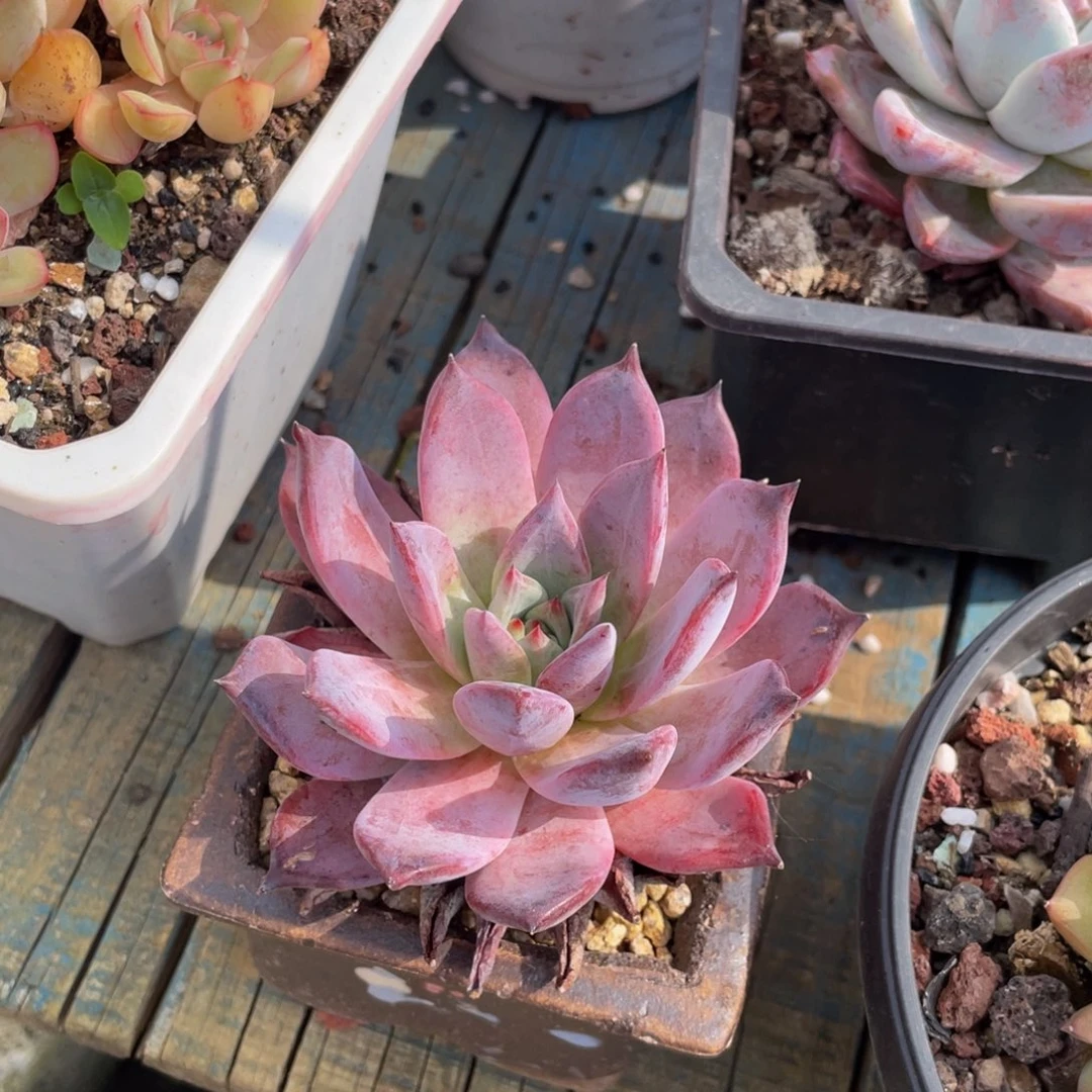 多肉植物盆栽多肉