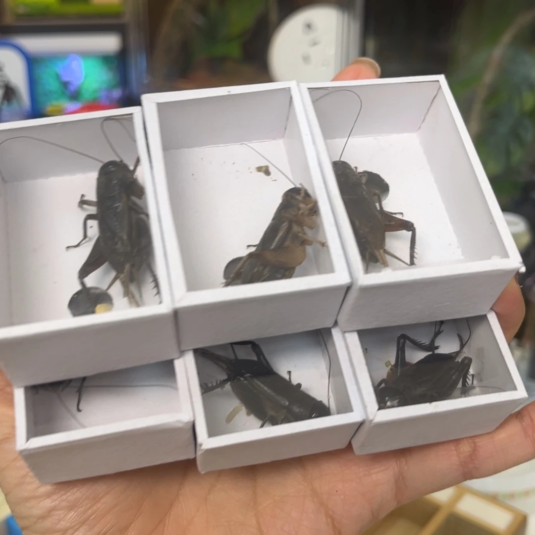 油葫芦6只拍拍拍拍拍