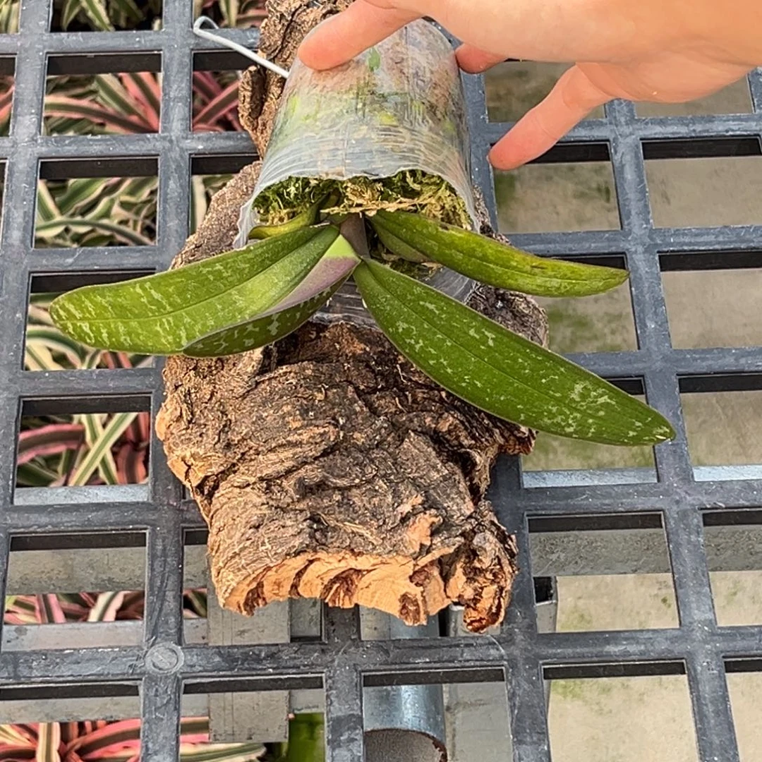 ****草无花朵板值888史塔基抽梗苗