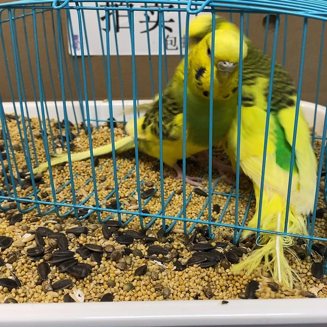 虎皮鹦鹉大头虎皮