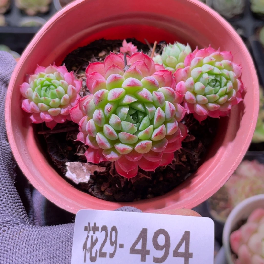 花利美29-494小红丁